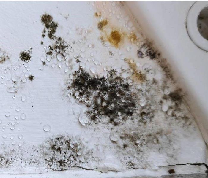 Mold growth on a wall